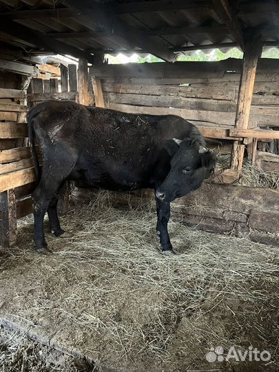 Первотелка