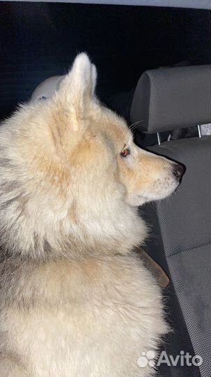 Найдена собака