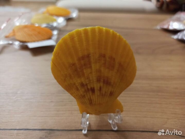 Морская раковина
