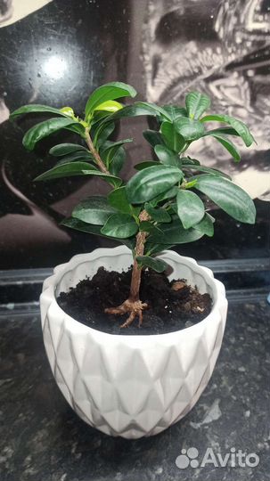 Бонсай Фикус микрокарпа генсенг