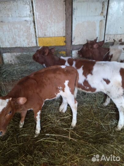 Айрширские телочки чистопородные 1-3 месячные