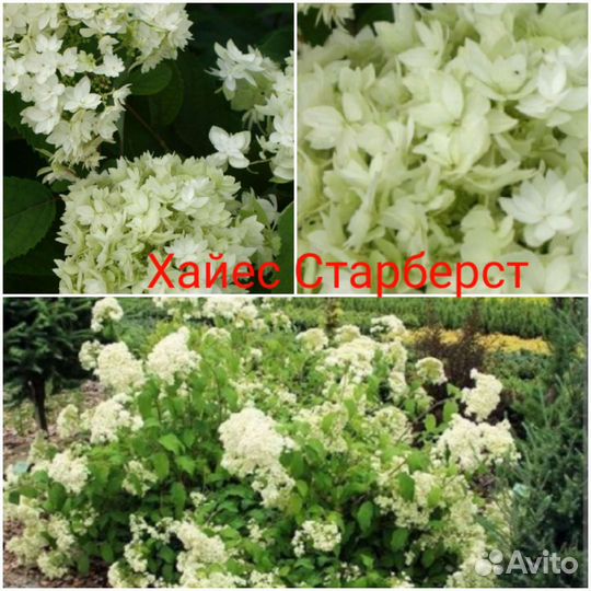 Пинки Винки, Грандифлора,смородина, хоста, Купчиха