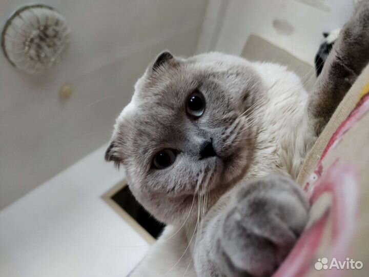 Шотландский вислоухий кот