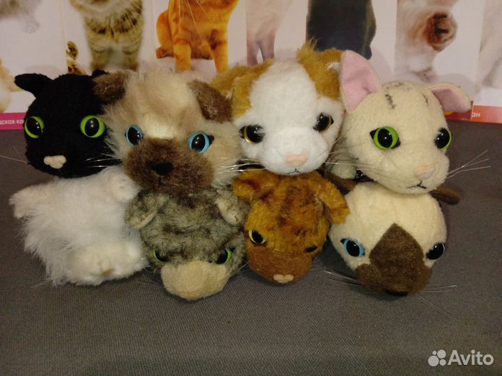 Котята The cat collection с журналами