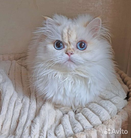 Британская длинношерстная кошка