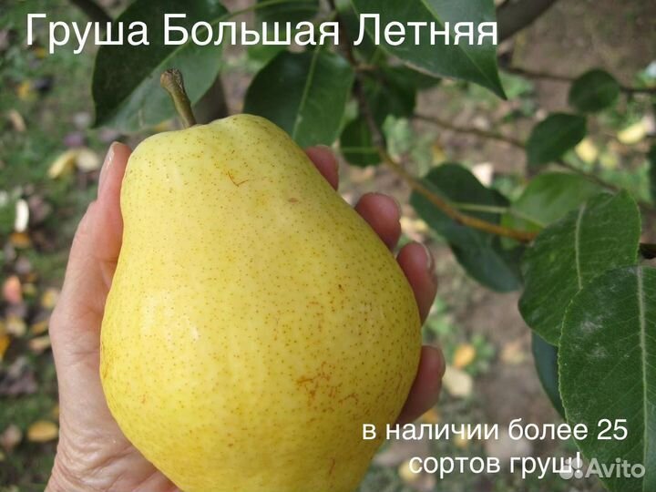 Саженцы плодовых деревьев на полукарликовом подвое