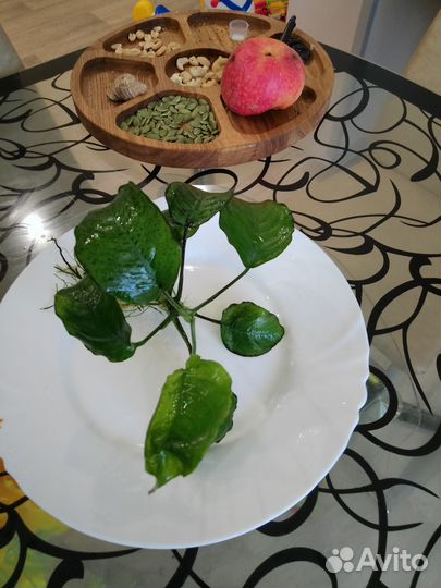 Растения для аквариума