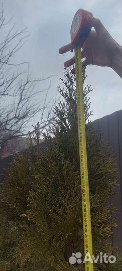 Туя смарагд