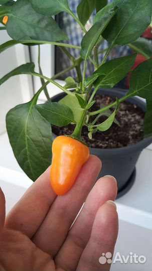 Перец острый