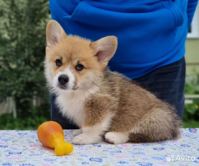 Вельш-корги пемброк
