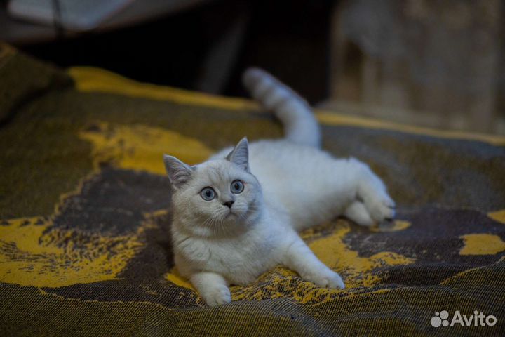 Британская кошка ищет кота для вязки