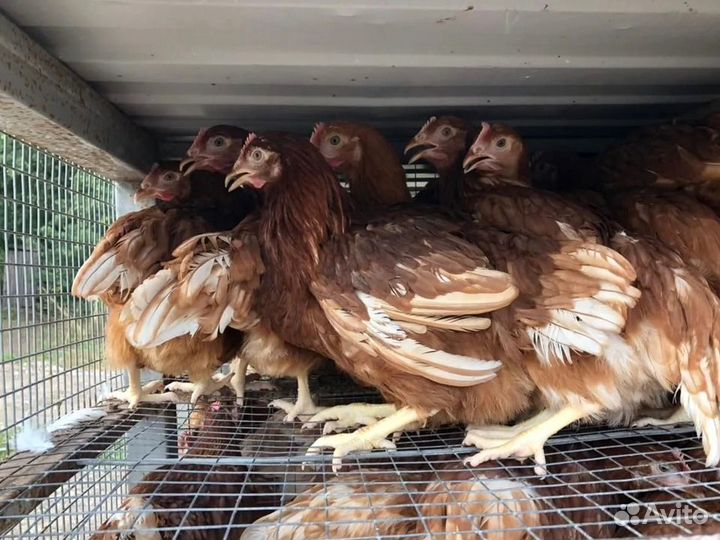 Куры несушки