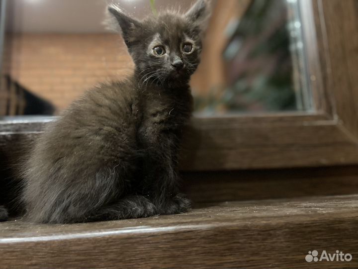 Котят отдам в добрые руки