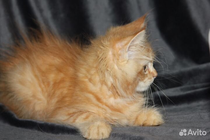 Рыжая пушистая