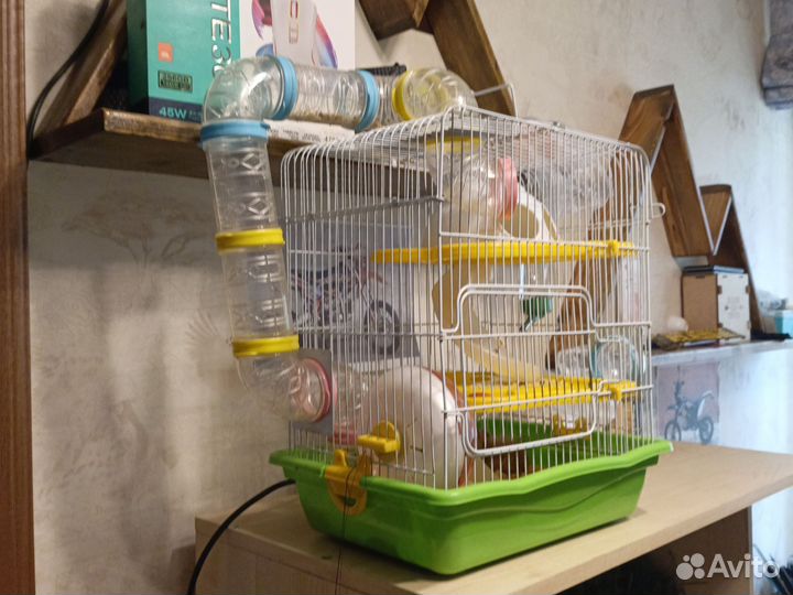 Сирийский хомяк с клеткой