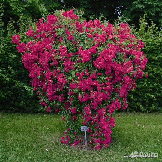 Роза плетистая Эксельза,Морден Блаш канадская