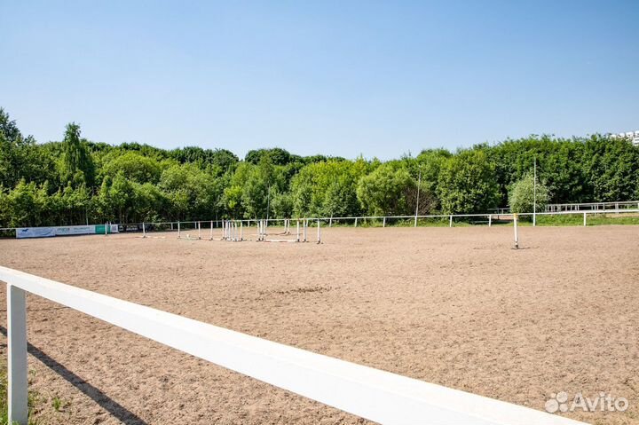 Аренда спортивной лошади