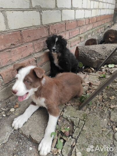 Щенки в добрые руки