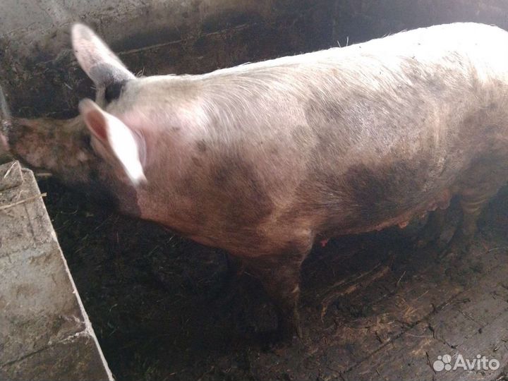 Продам свиноматку с поросятами