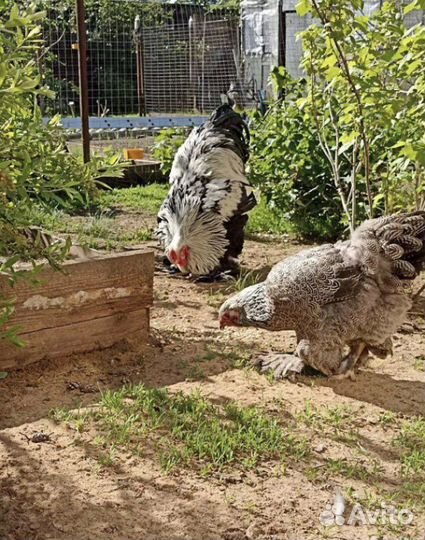 Яйцо инкубационное от Брамы темной