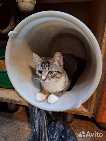 Котенок-девочка