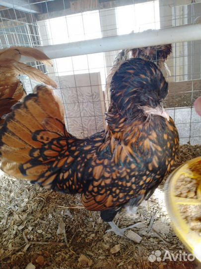 Брама палево-голубая. Яйцо, цыплята