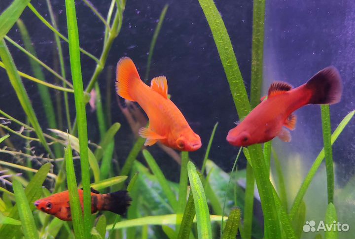 Аквариумные рыбки
