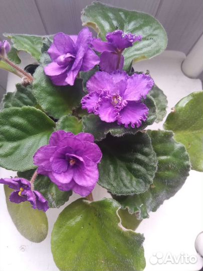 Сортовые фиалки