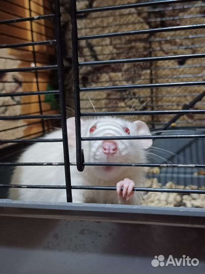 Крыса вместе с клеткой