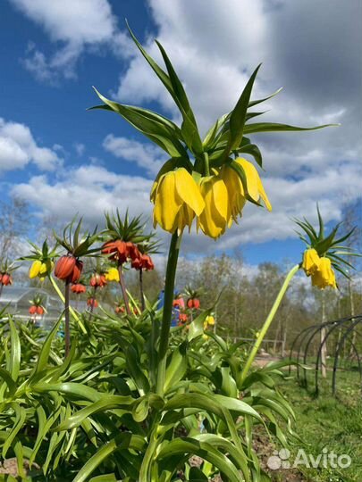 Рябчик императорский