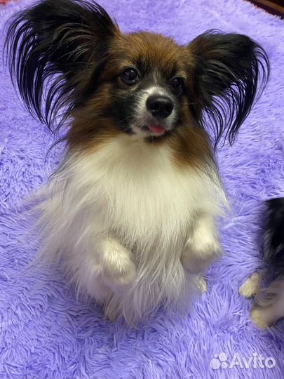 Щенки папийона