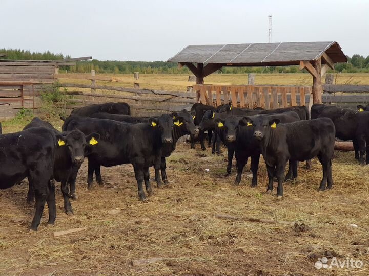 Разнорабочие на ферму. Семейная пара с проживанием