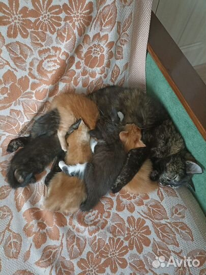Котята