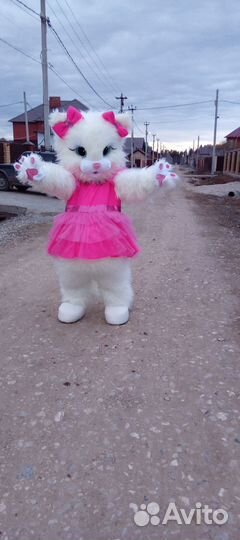 Котик, Кошечка на праздник