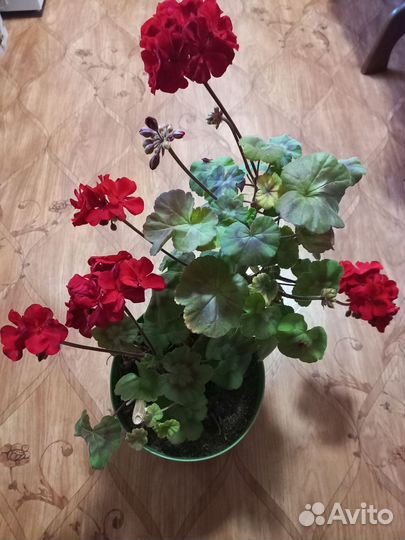 Пеларгония герань