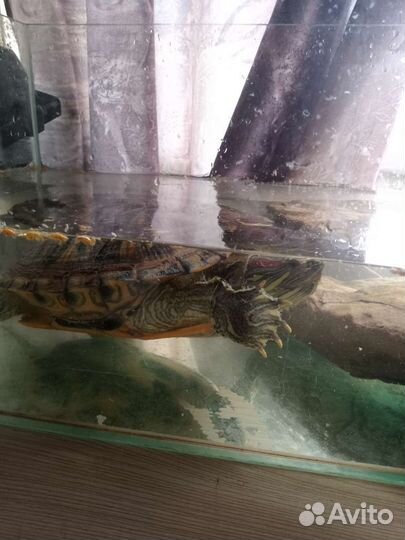 Красноухая черепаха с аквариумом 30 литров