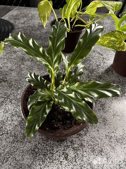 Комнатные растения, пеперомия, сингониум