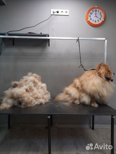 Эксперсс-линька для собак