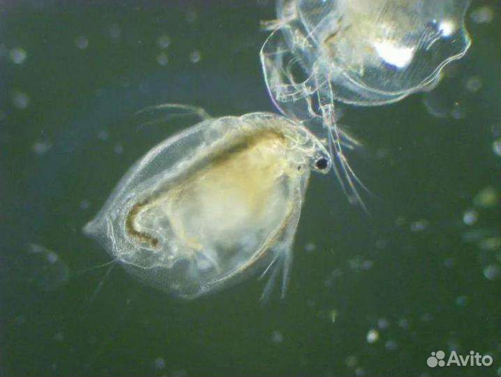 Живые корма для всех видов аквариумных рыб