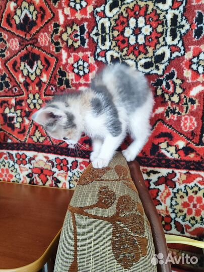 Кошка в дар бесплатно