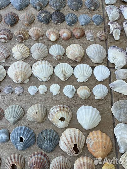 Ракушки морские камни стекло для рукоделия