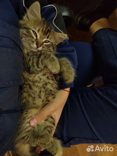 Кошка в дар