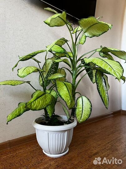 Диффенбахия