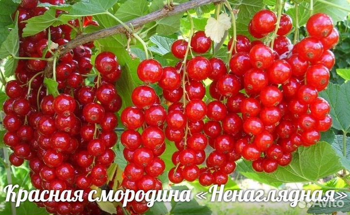 Смородина красная