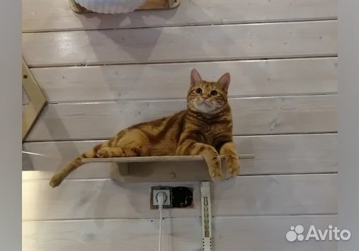 Комплект настенный-когтеточки, полки, гамак, домик