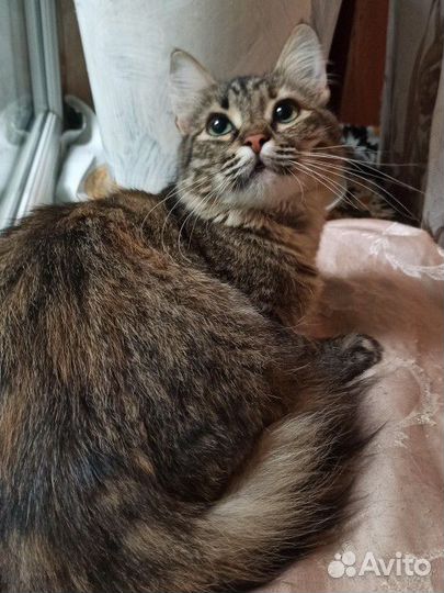 Кошка Стеша