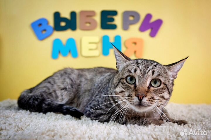 Кот Матвей