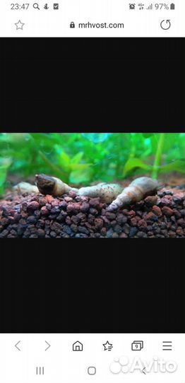 Улитки мелании