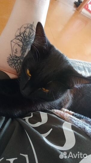 Отдам кота в добрые руки