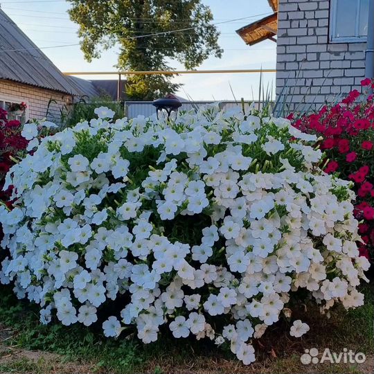 Ампельная петуния (семенная) 0, 5л